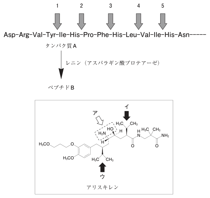 厚生労働省公式問題の原図。タンパク質Aのアミノ酸配列、5つの切断候補矢印、レニン、ペプチドB、アリスキレンの構造式とア・イ・ウの位置を含む。